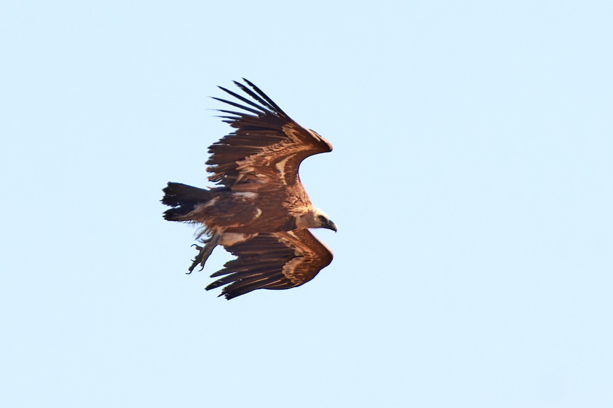 gåsegribb - ML614491122