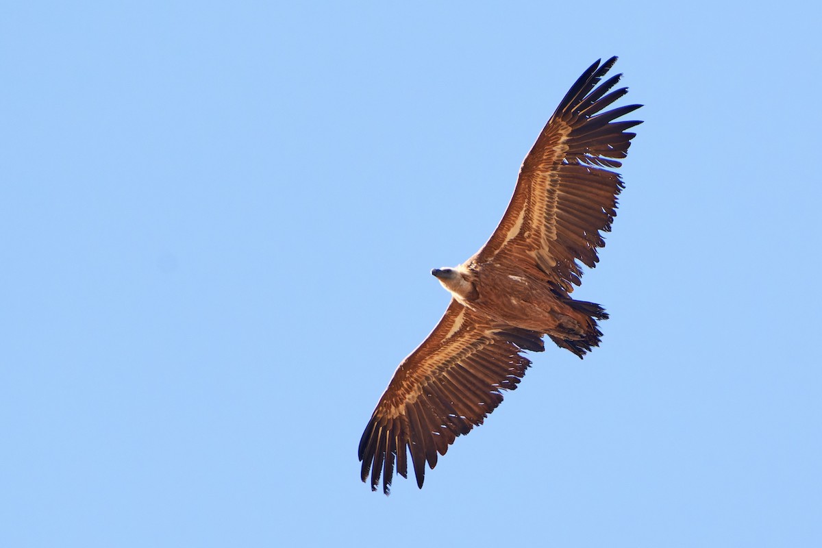 gåsegribb - ML614491124