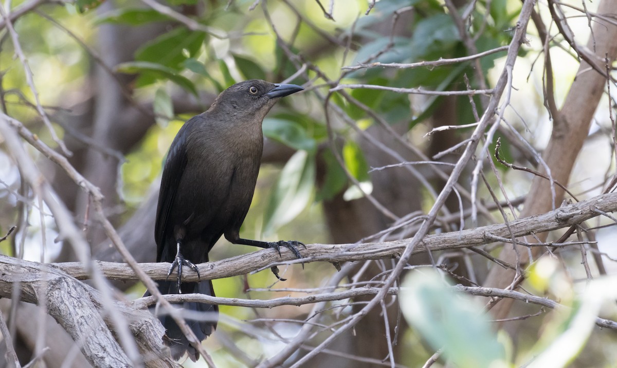 Carib Grackle - ML614491155