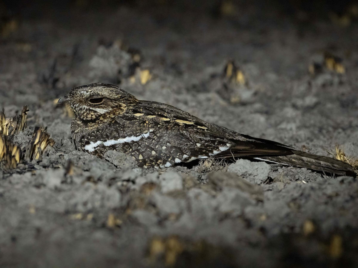 Square-tailed Nightjar - ML614491164