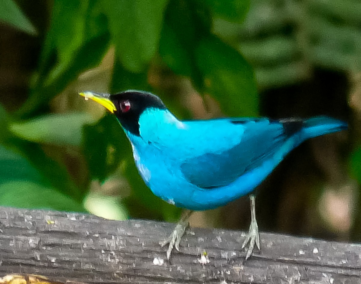 Green Honeycreeper - ML614491185