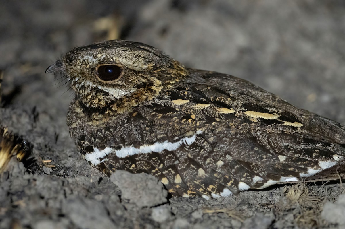 Square-tailed Nightjar - ML614491186