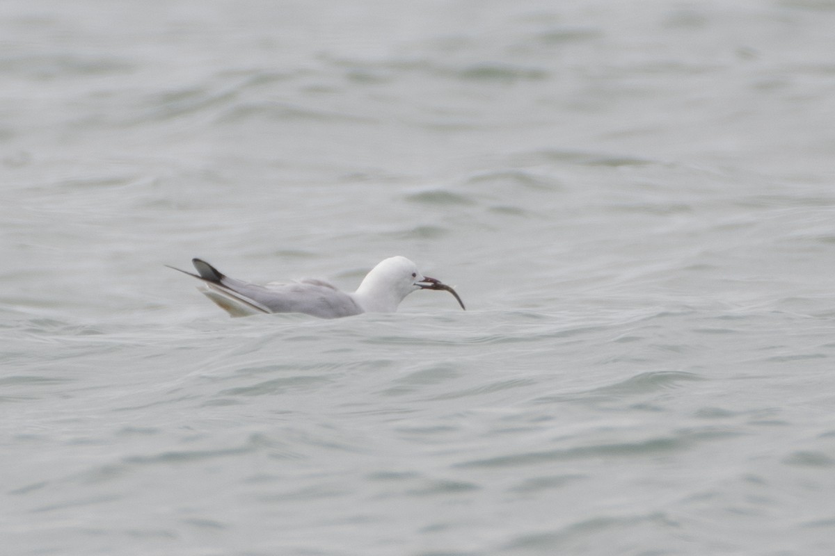 Slender-billed Gull - ML614491201