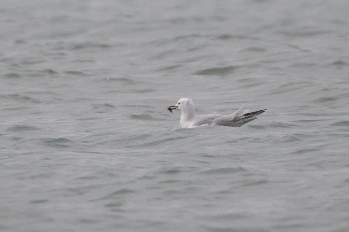 Slender-billed Gull - Grigory Evtukh