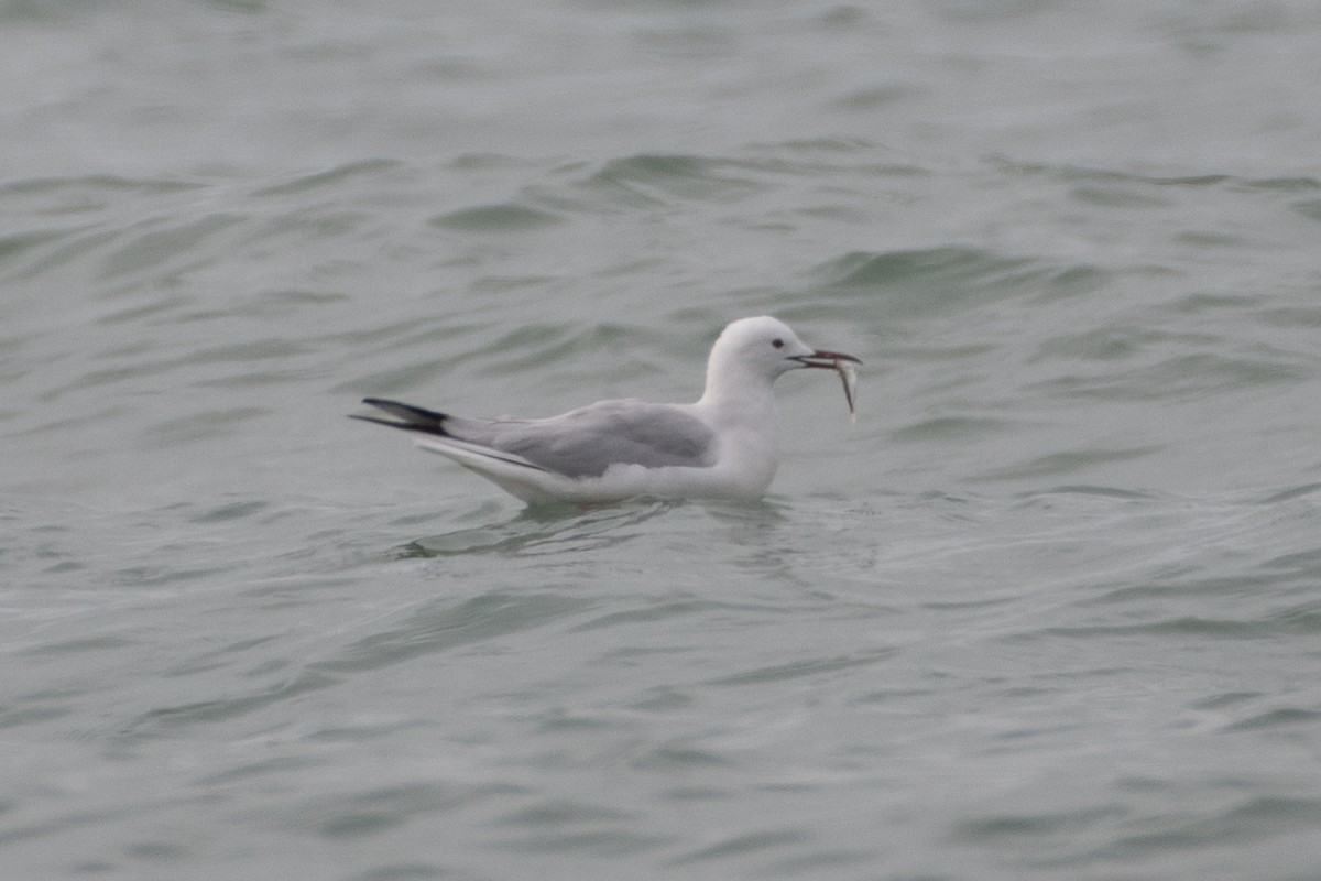 Slender-billed Gull - Grigory Evtukh