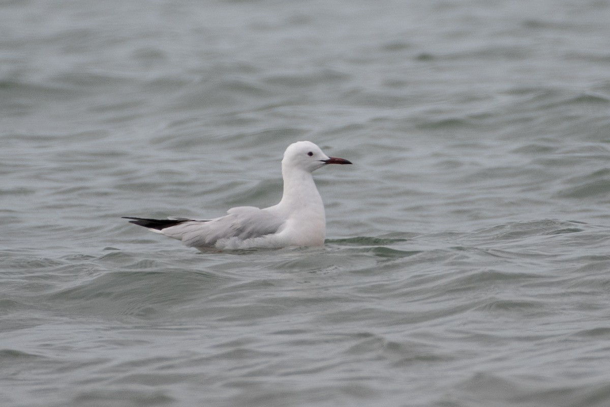 Slender-billed Gull - Grigory Evtukh