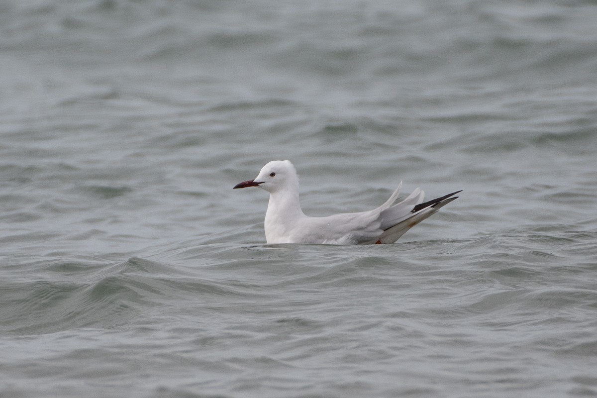 Slender-billed Gull - ML614491206