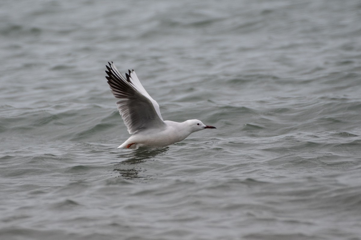 Slender-billed Gull - ML614491207