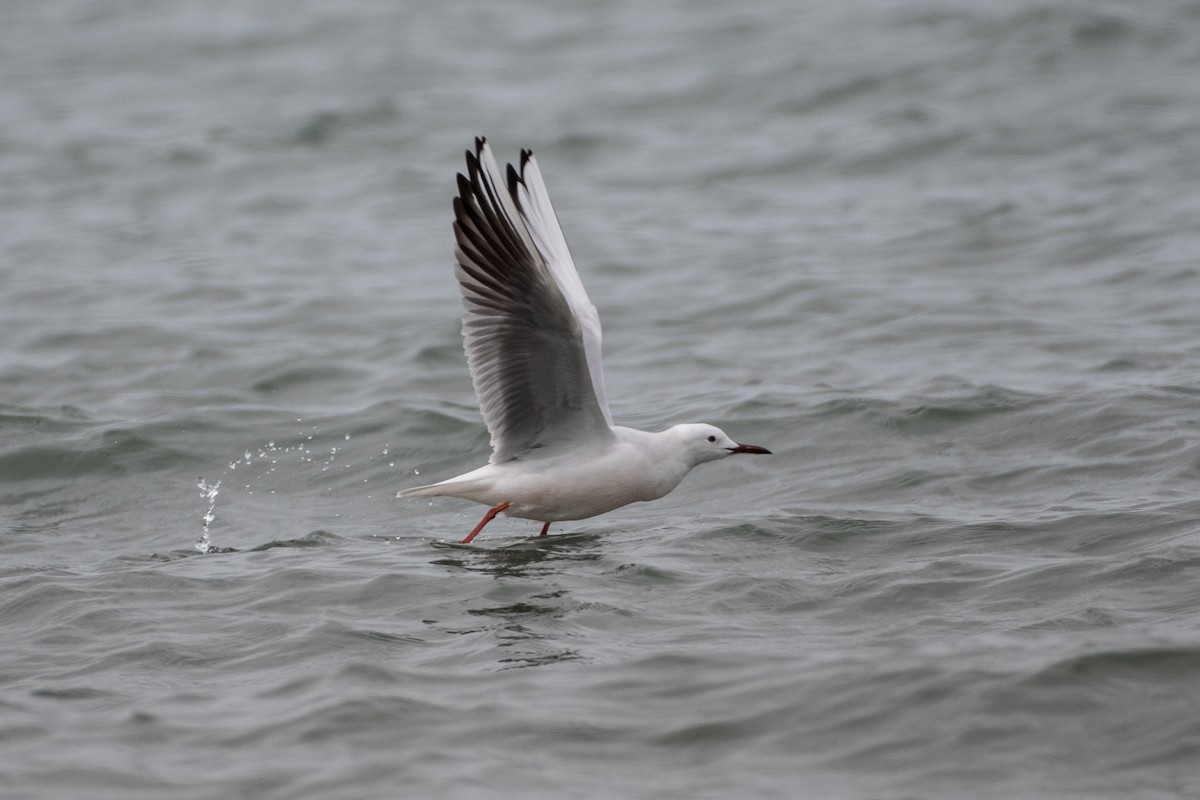 Slender-billed Gull - ML614491208