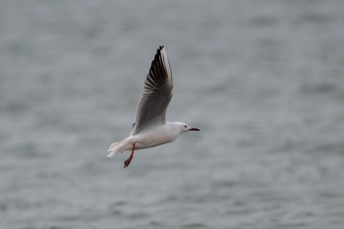 Slender-billed Gull - ML614491209