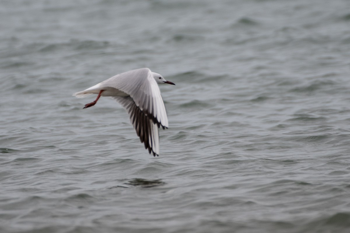 Slender-billed Gull - ML614491210