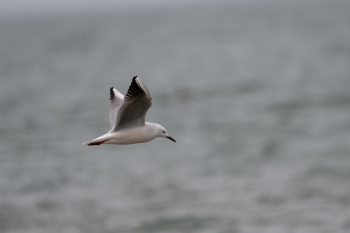 Slender-billed Gull - ML614491212