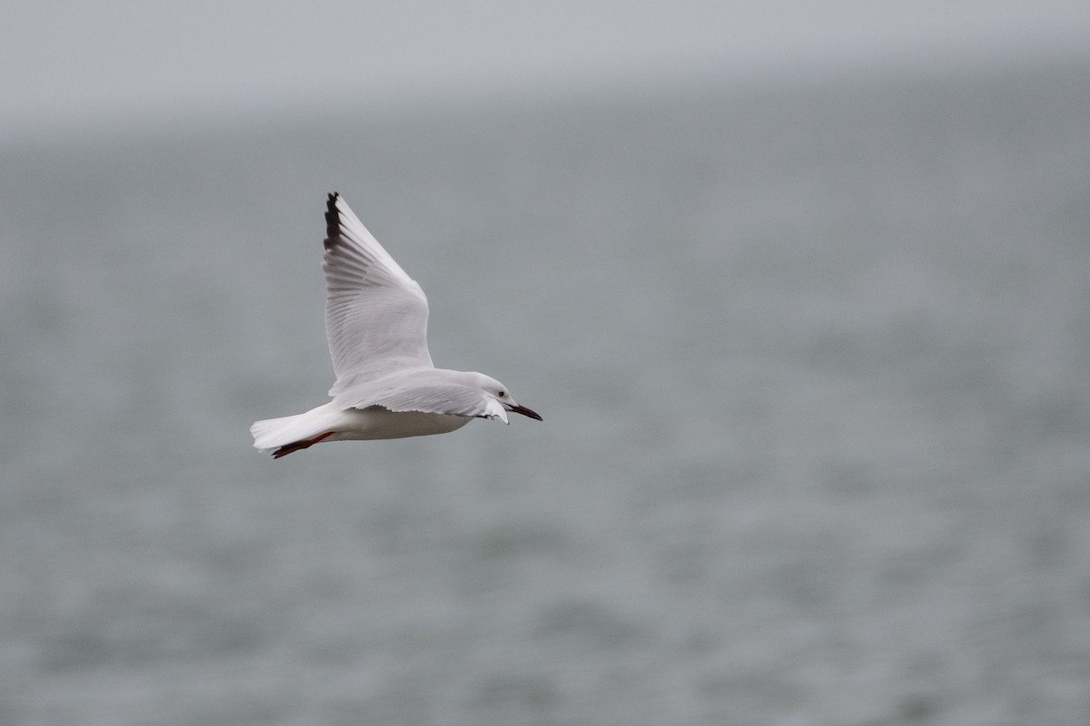 Slender-billed Gull - ML614491213