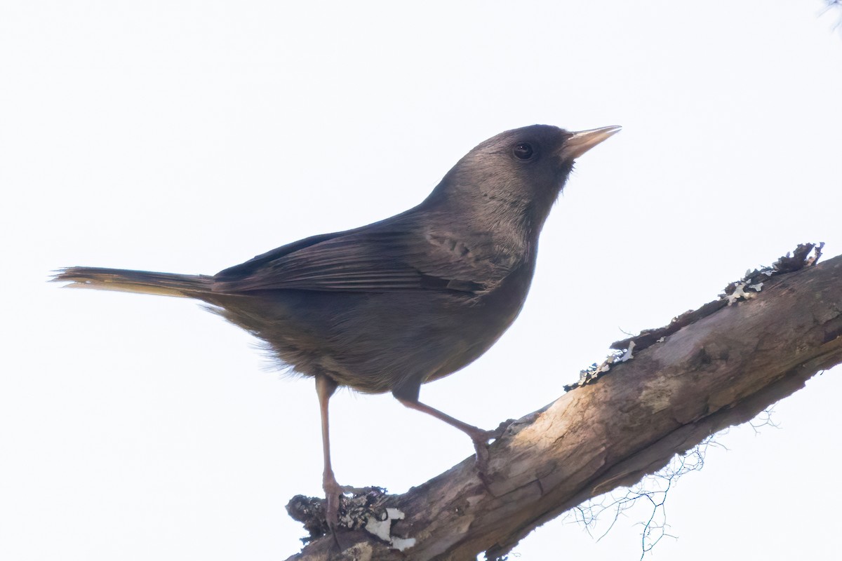 Peg-billed Finch - Sean Williams