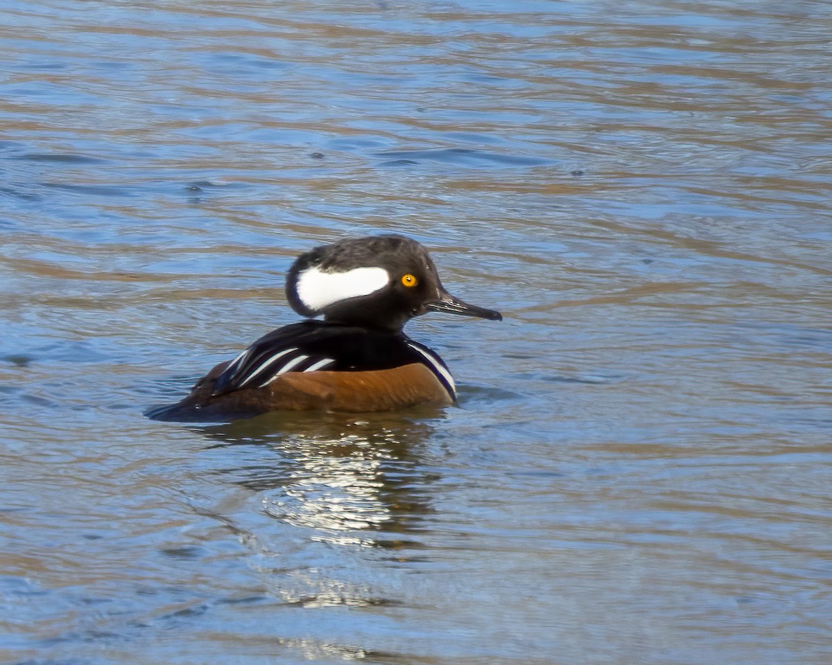 Hooded Merganser - ML614491232