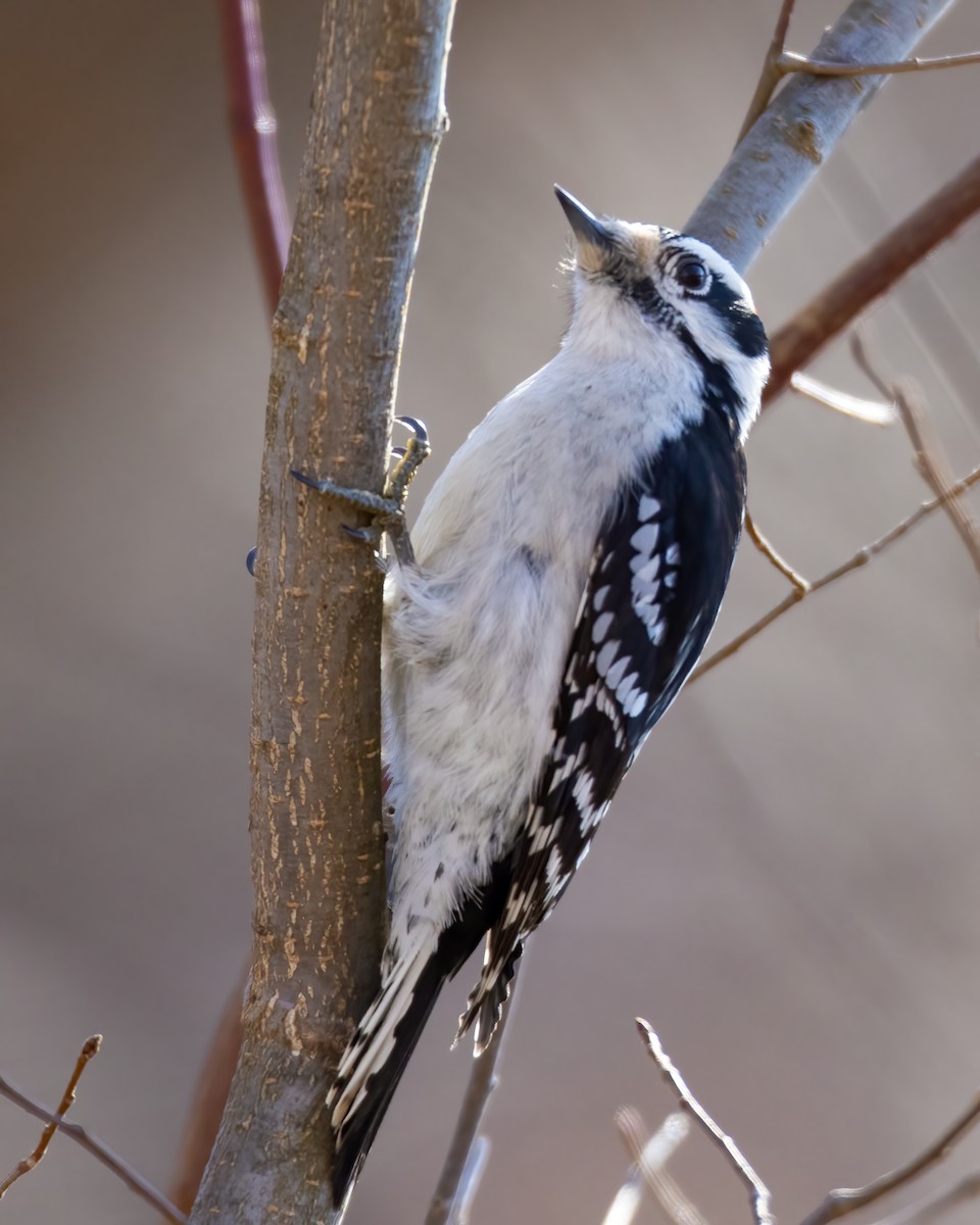 Downy Woodpecker - Kelly White