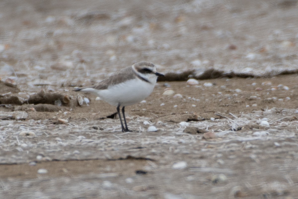 Kentish Plover - ML614491240