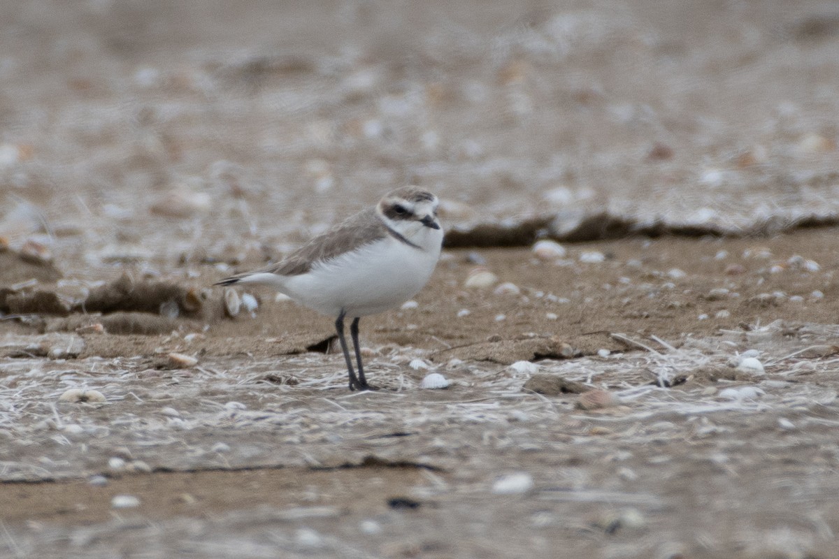 Kentish Plover - Grigory Evtukh