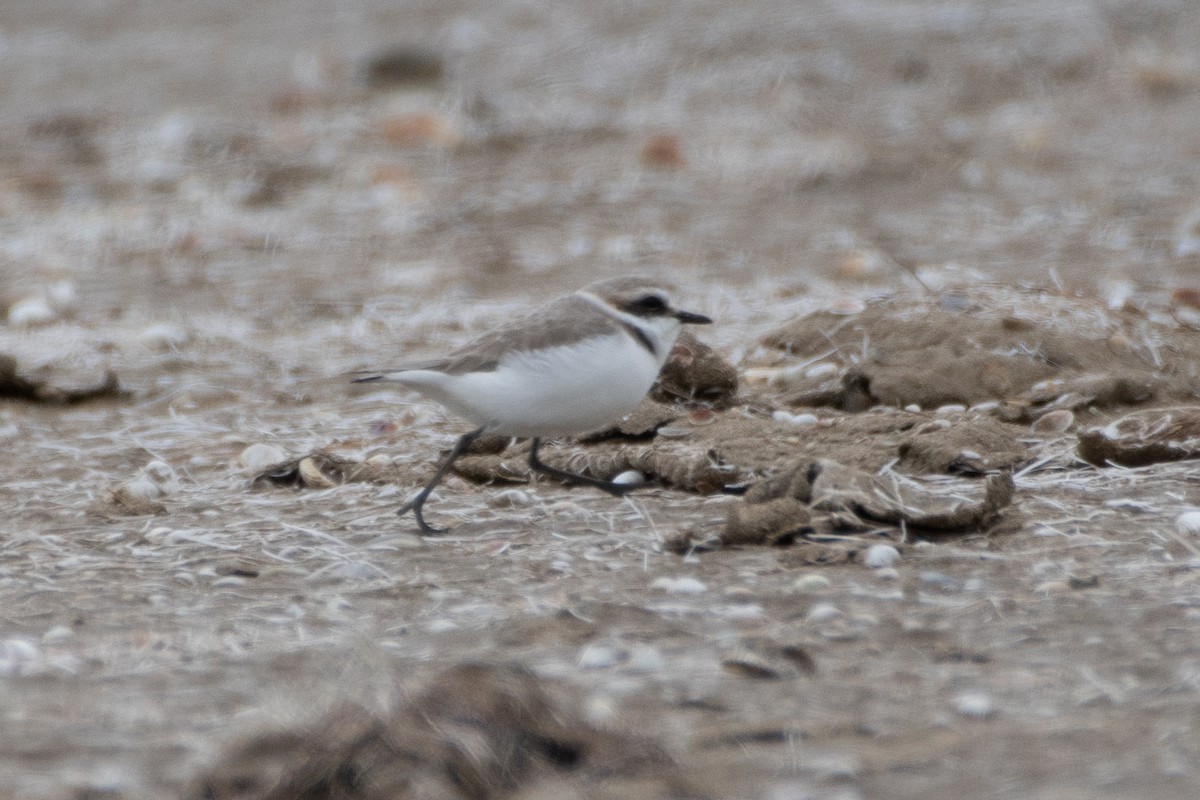 Kentish Plover - ML614491242