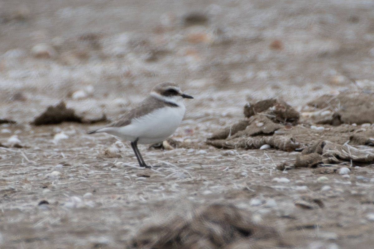 Kentish Plover - Grigory Evtukh