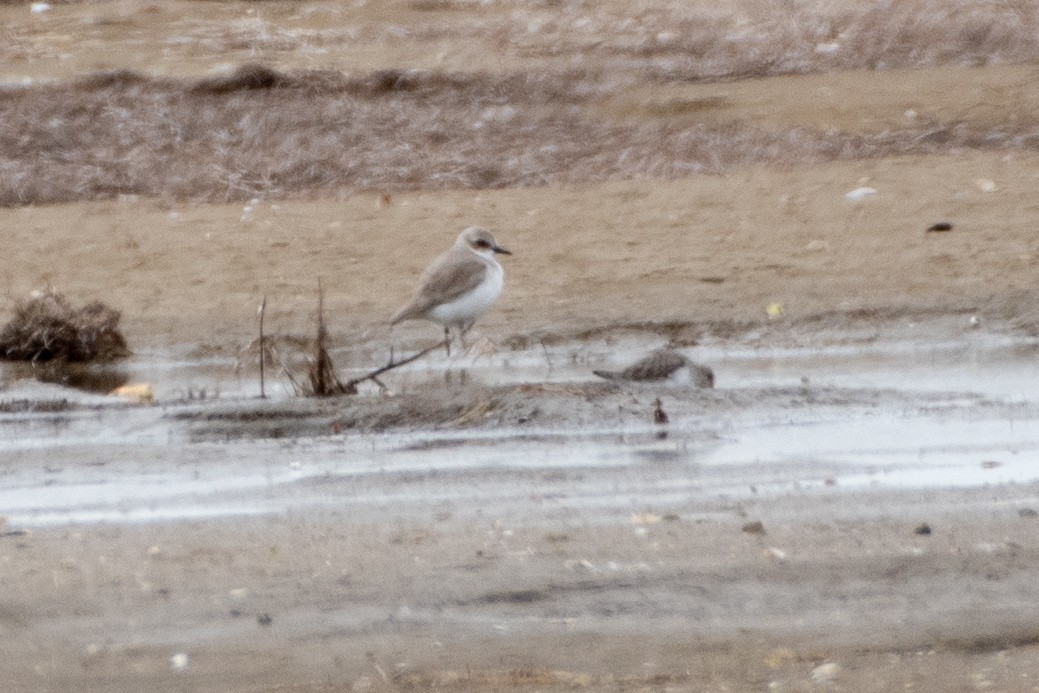 Greater Sand-Plover - ML614491264