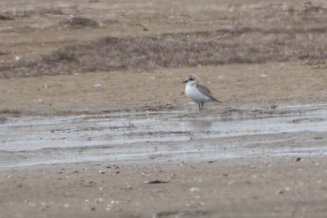 Greater Sand-Plover - ML614491275