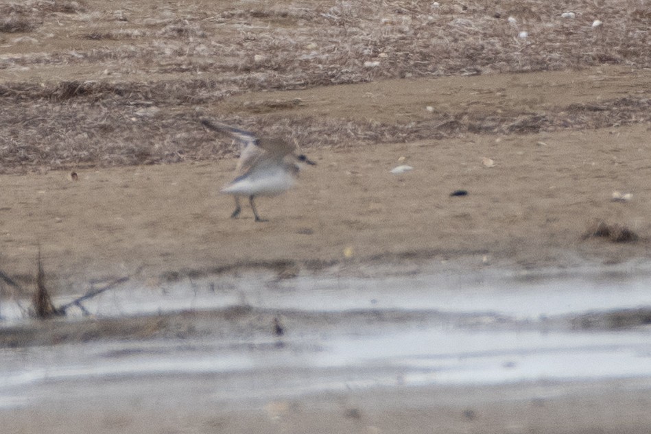 Greater Sand-Plover - ML614491278