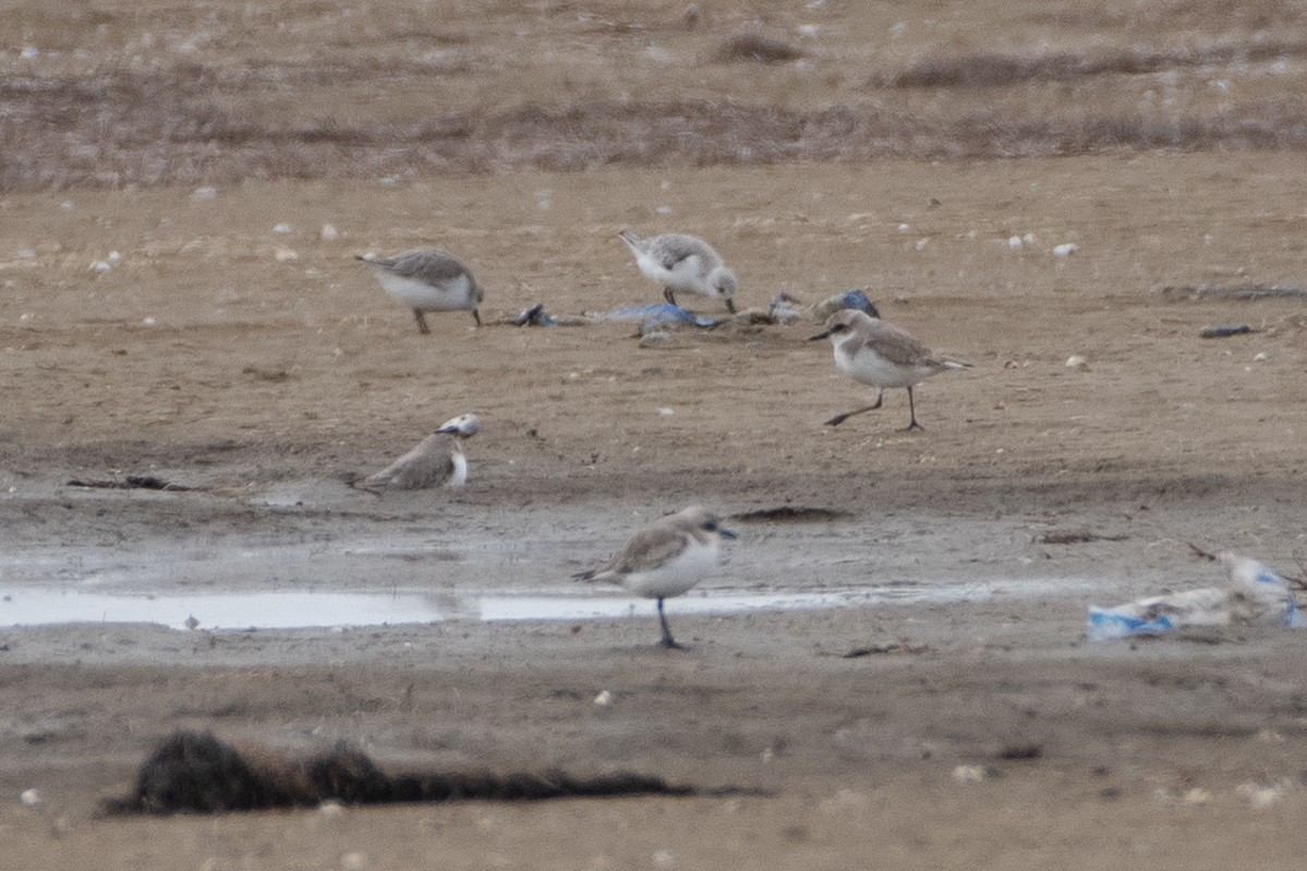 Greater Sand-Plover - ML614491293