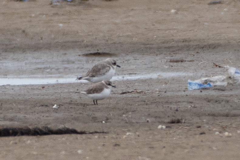 Greater Sand-Plover - ML614491420