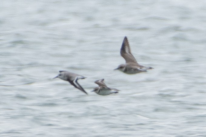 Greater Sand-Plover - ML614491450