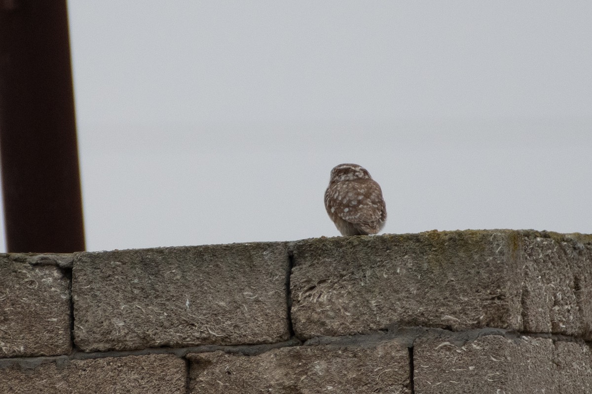 Little Owl - ML614491479