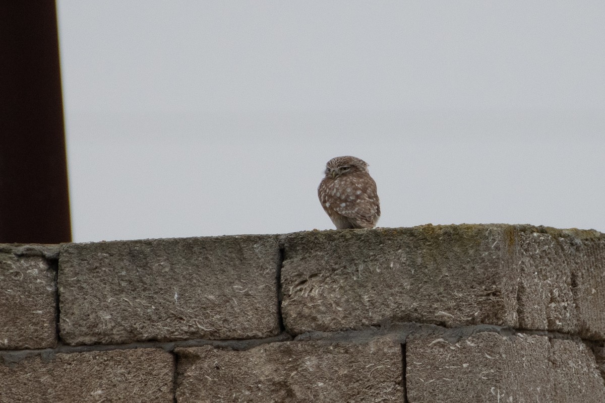Little Owl - ML614491480