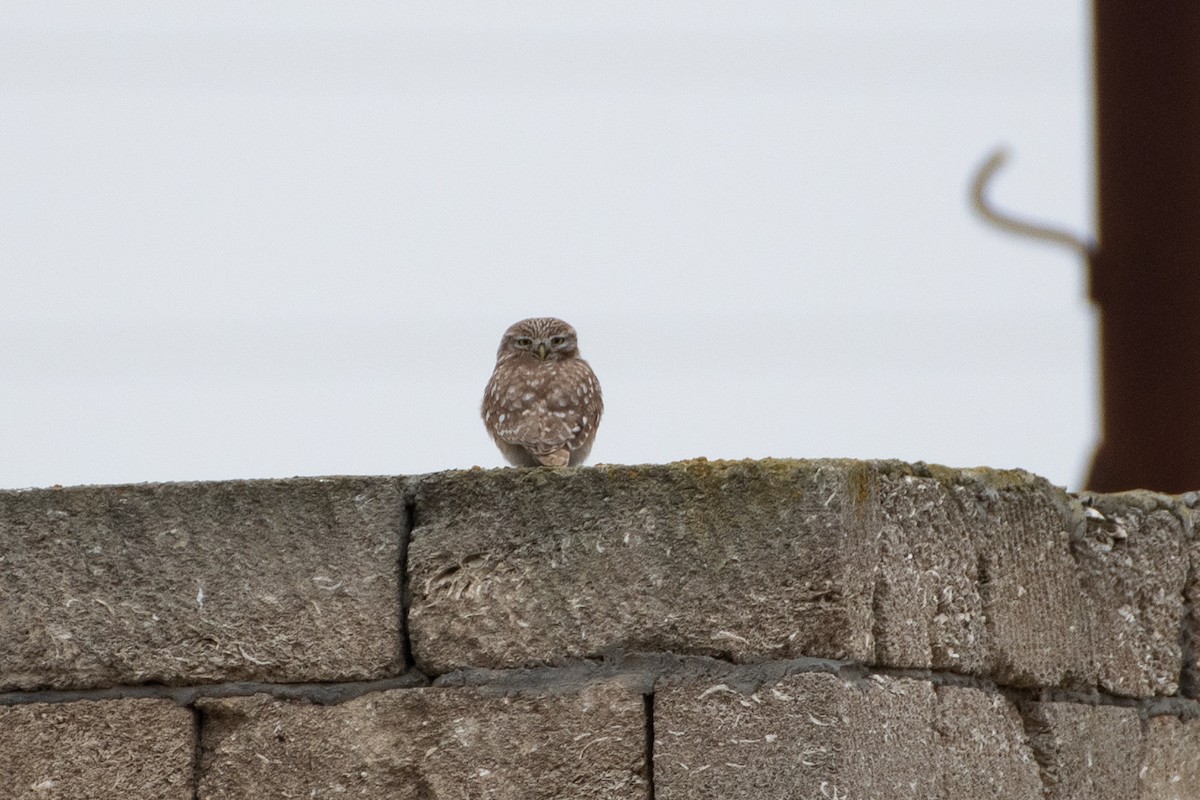 Little Owl - ML614491490