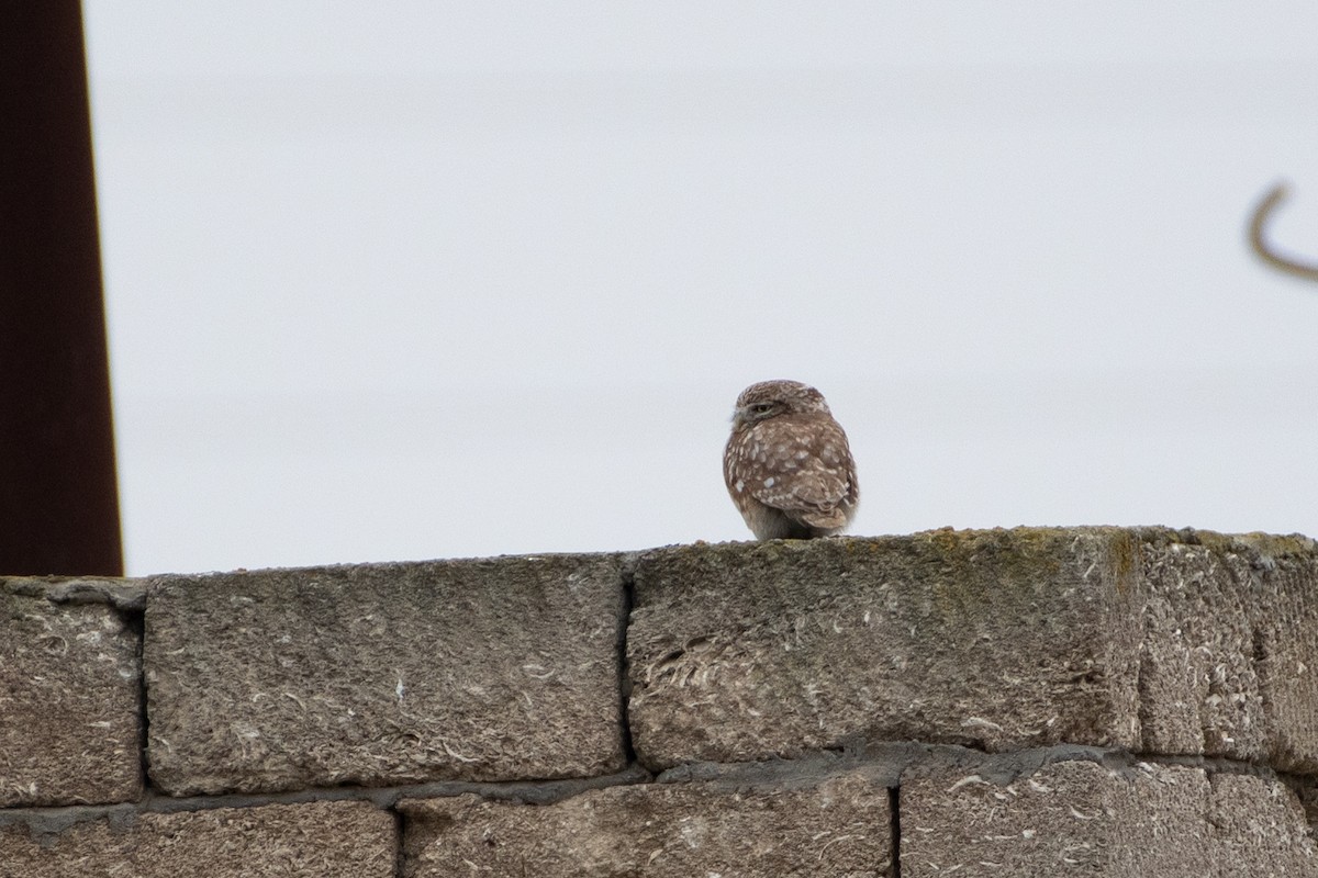 Little Owl - ML614491491