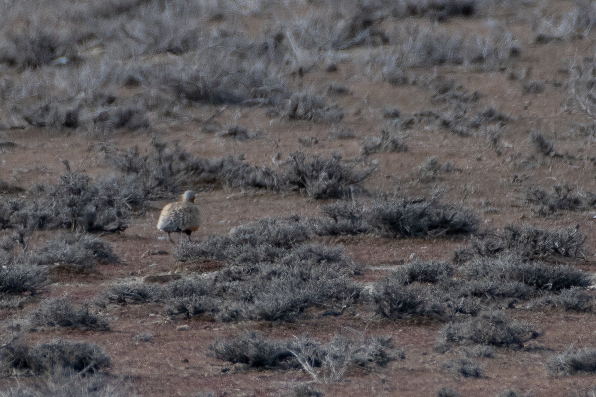 Black-bellied Sandgrouse - ML614491511