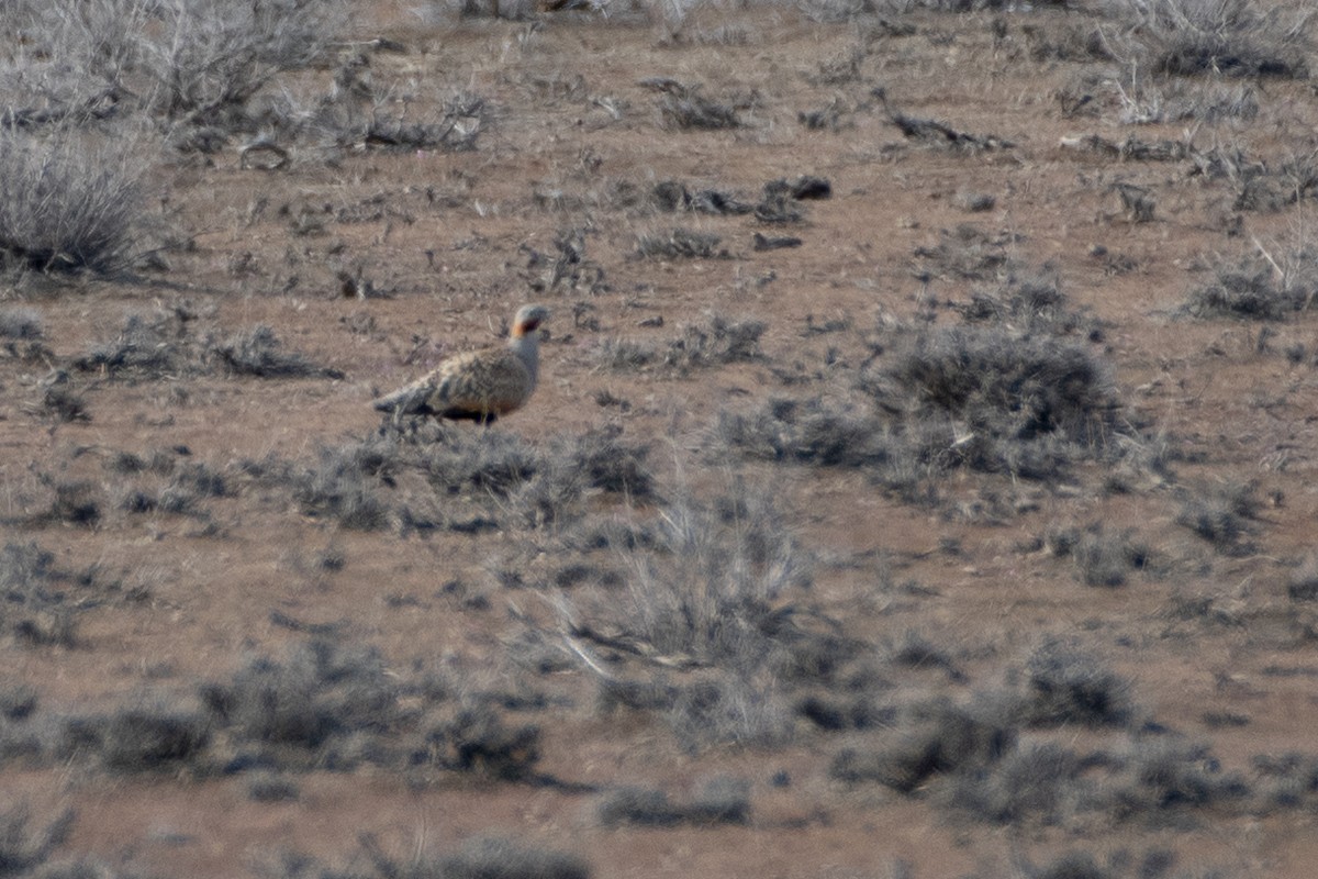 Black-bellied Sandgrouse - ML614491512