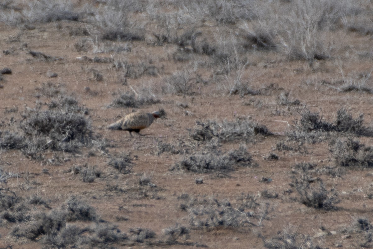 Black-bellied Sandgrouse - ML614491513