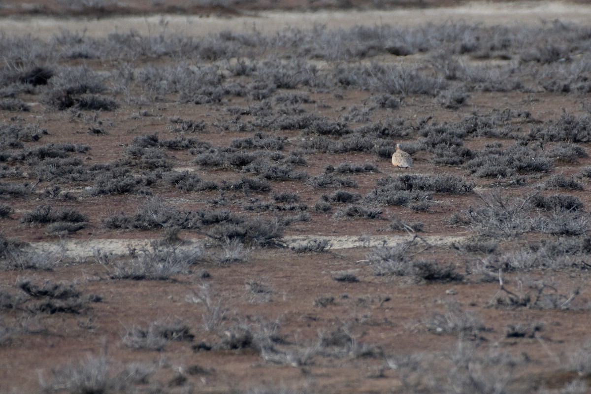 Black-bellied Sandgrouse - ML614491514