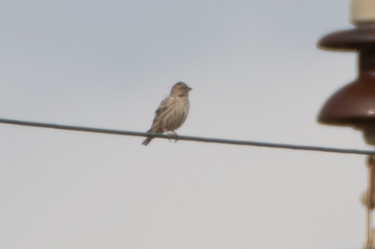 Rock Sparrow - ML614491519