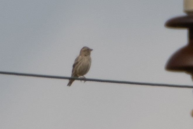 Rock Sparrow - ML614491520