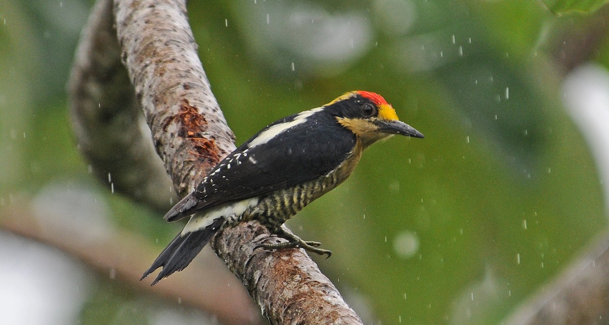 Golden-naped Woodpecker - ML614491623