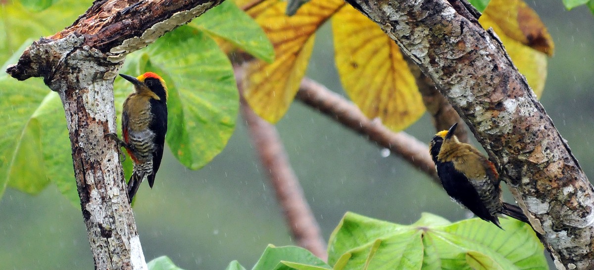 Golden-naped Woodpecker - ML614491636