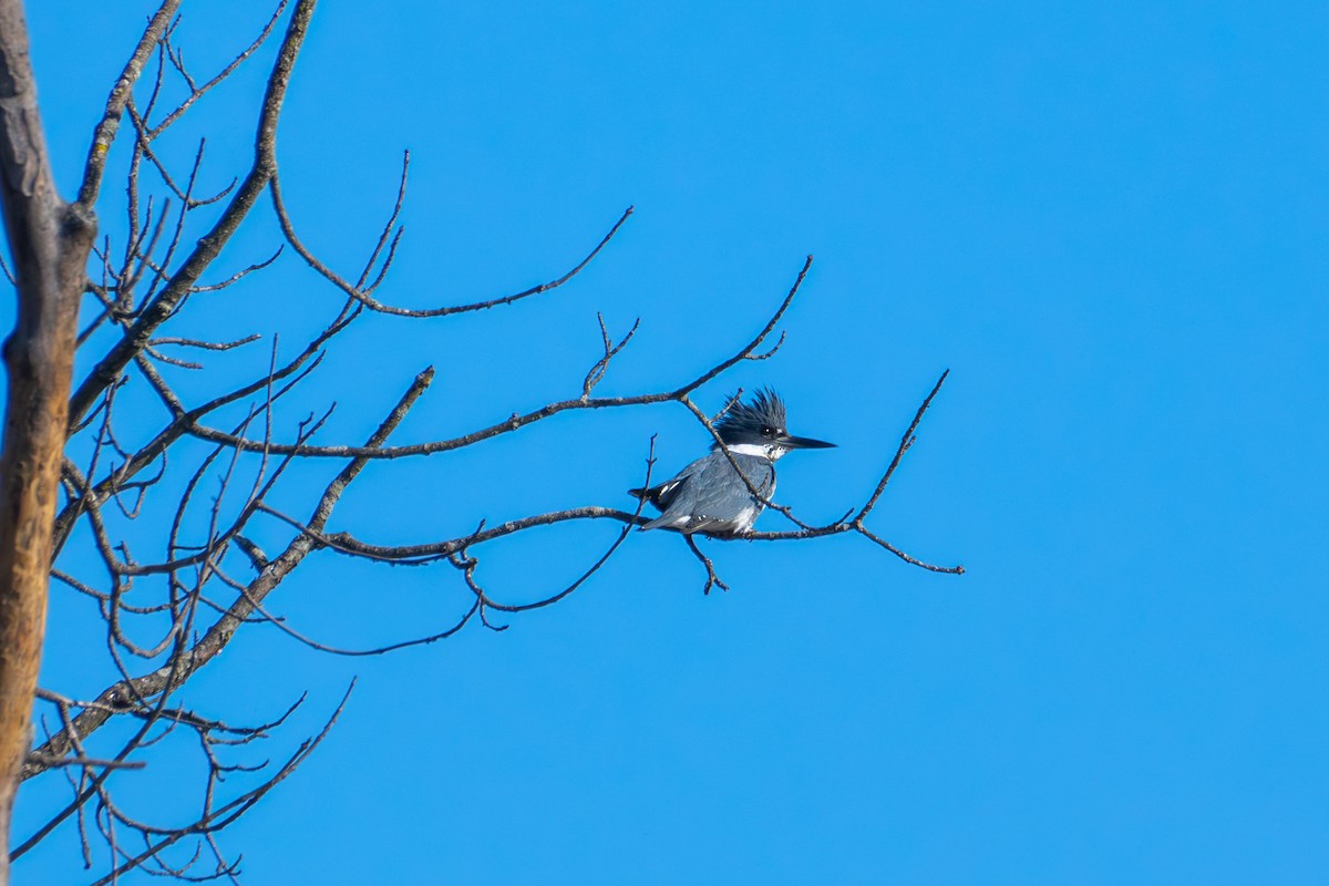 Belted Kingfisher - ML614491652