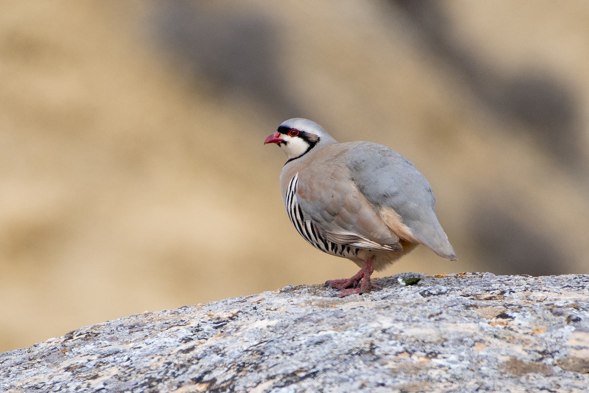 Chukar - ML614491657
