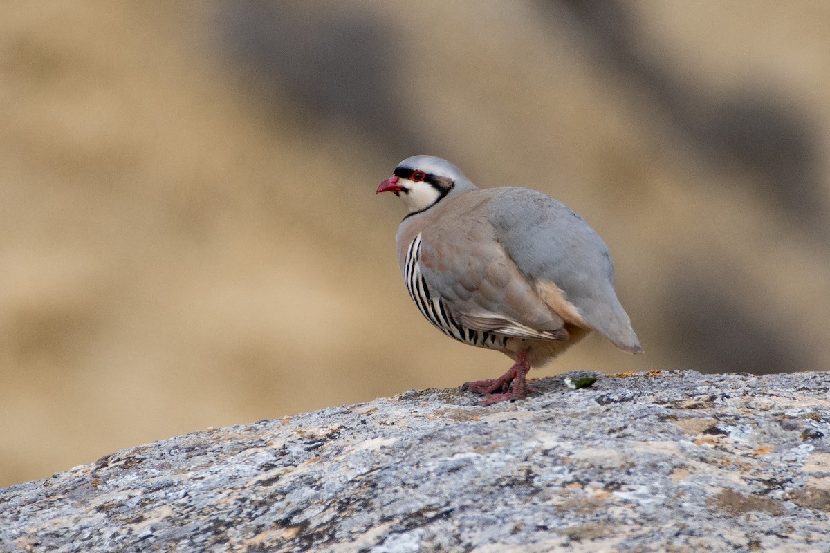 Chukar - ML614491658