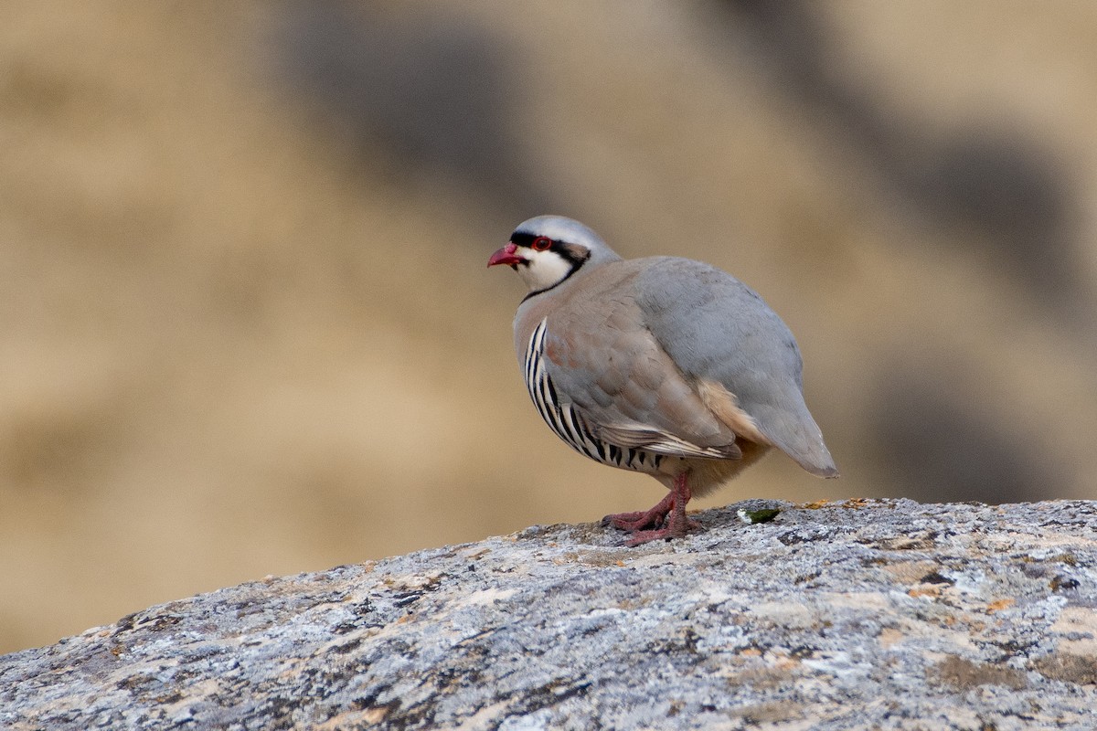 Chukar - ML614491659