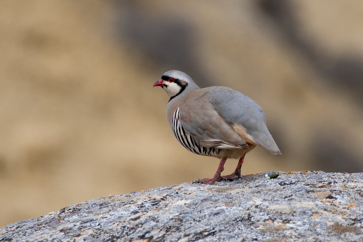 Chukar - ML614491661