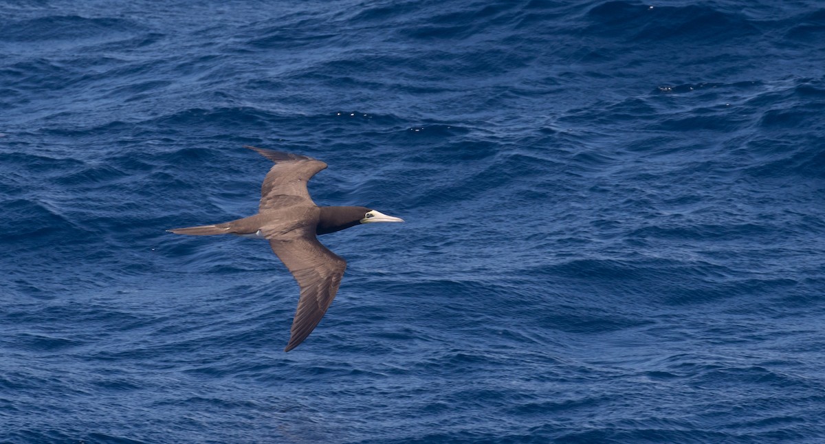 Brown Booby - ML614491668