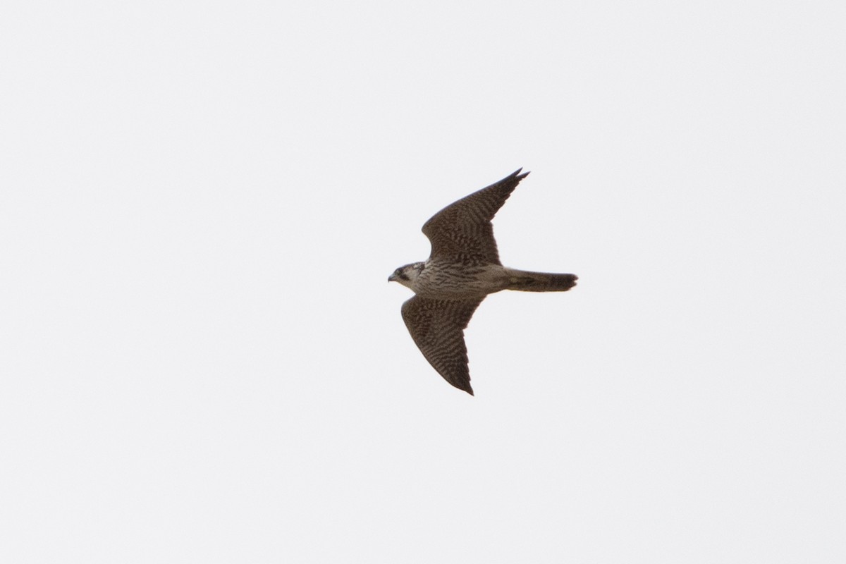 Halcón Peregrino (grupo peregrinus) - ML614491694