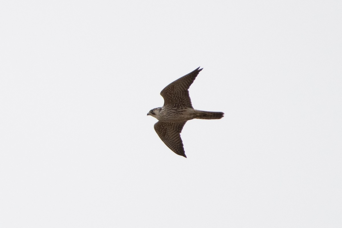 Halcón Peregrino (grupo peregrinus) - ML614491695